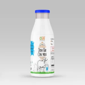 A2 Milk gir cow